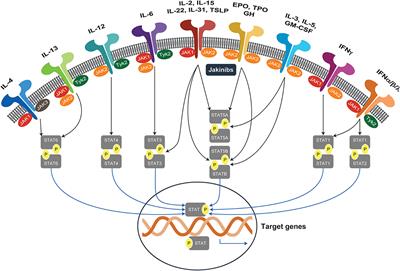Targeting the Janus Kinase Family in Autoimmune Skin Diseases